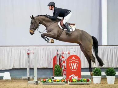 Вестфальская порода лошадей 