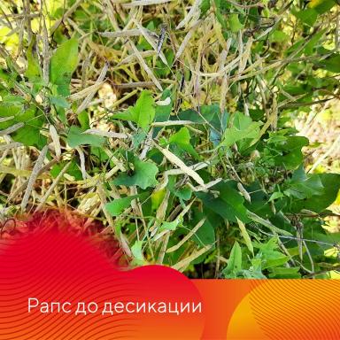 Сахара®. Подсушит культуру, засушит сорняки