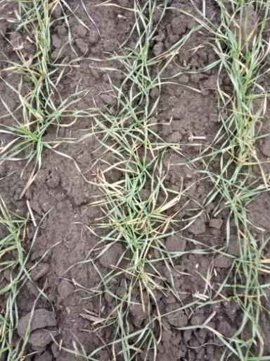 Что происходит с пшеницей?