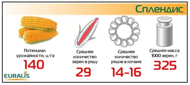 Сплендис - гибрид кукурузы ( Zea mays L.).