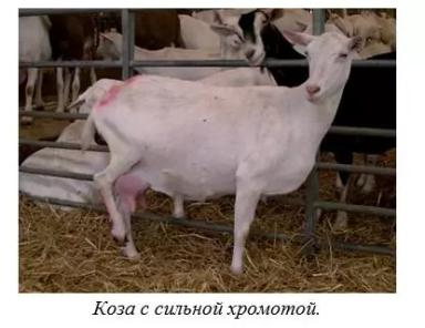 Харвуд – "Ветеринарное руководство по здоровью и благополучию коз". Глава 3.