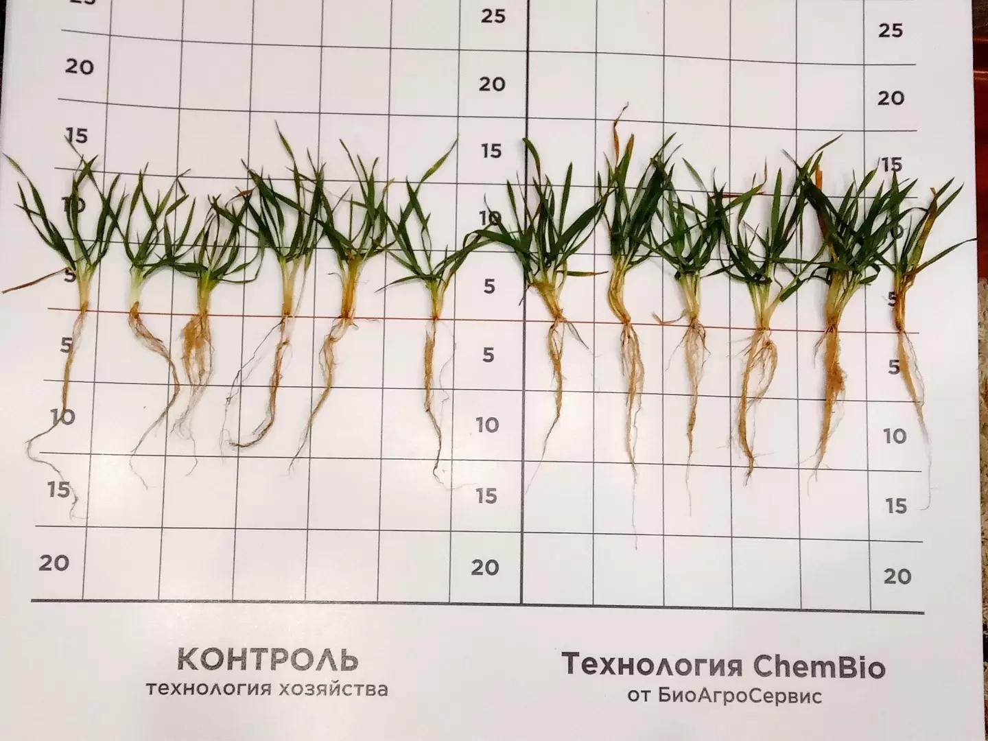 ООО «Гелио-Пакс-Агро-6». Волгоградская область, Новониколаевский район.