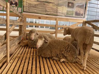 Артлухский меринос - порода овец 