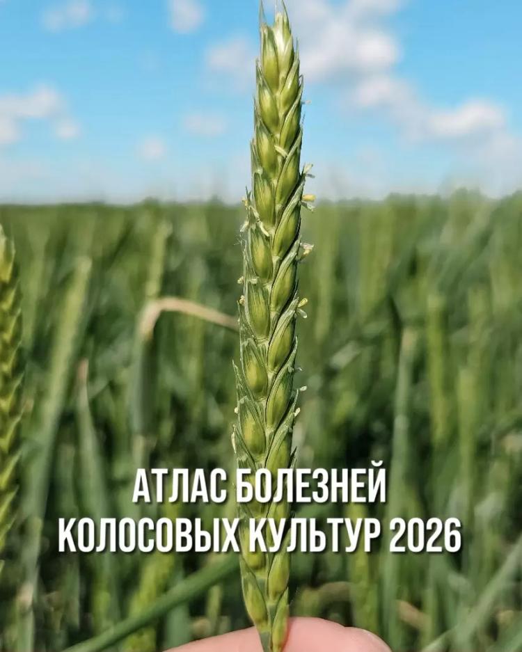 АТЛАС БОЛЕЗНЕЙ КОЛОСОВЫХ КУЛЬТУР 2026 - ЗАБИРАЙТЕ!