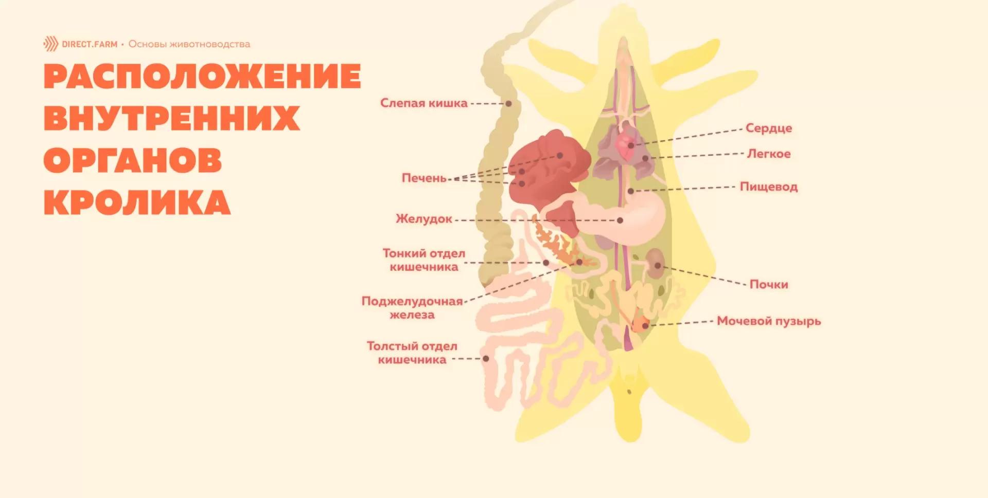 Пищеварительная система кроликов