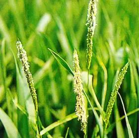 Лисохвост полевой (мышехвостиковидный)