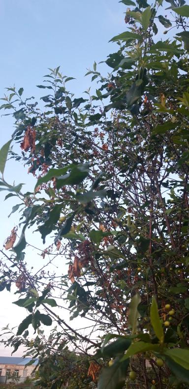 Что с вишней.