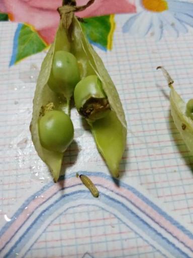 Меры борьбы с гороховой плодожоркой