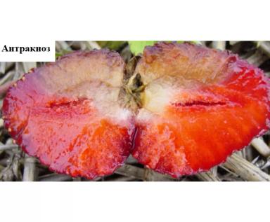 Проблемы выращивания земляники садовой – 10 ключевых причин