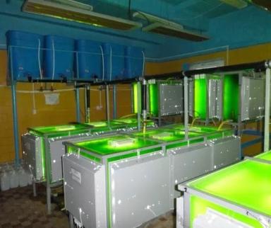 Почему Хлорелла не пользуются спросом в отечественном сельском хозяйстве?