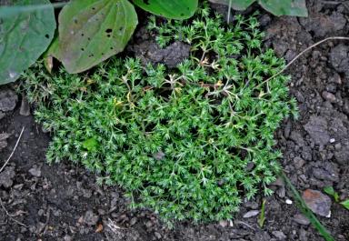 Дивала однолетняя