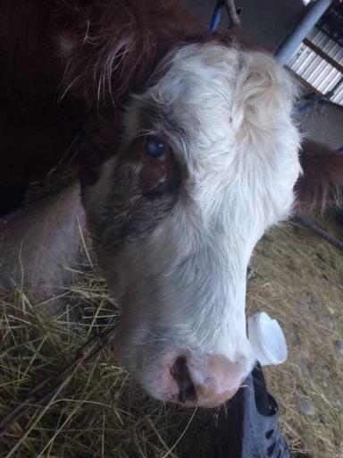 Вопросы из чата: как лечить глаза теленку?