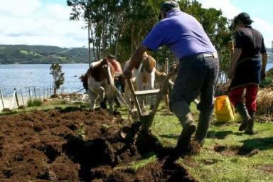 Мой друг Густаво