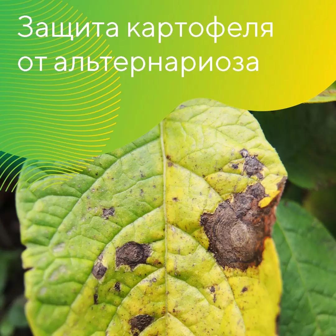 Защита картофеля от альтернариоза