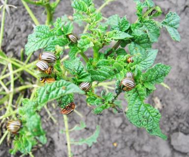 Инсектицидный протравитель против колорадского жука. Срок защитного действия.