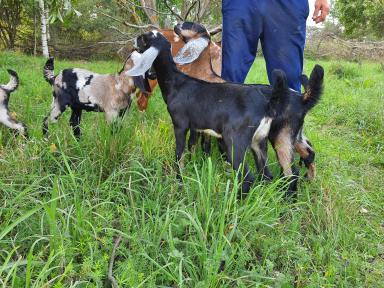 Англо-нубийские козочки и козлики 