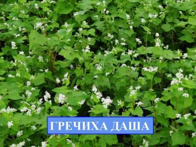 Даша гручиха