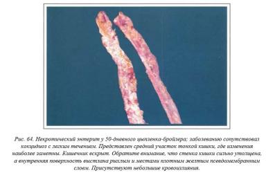 Вегад - Атлас болезней птицы. Ч. 9. Некротический энтерит