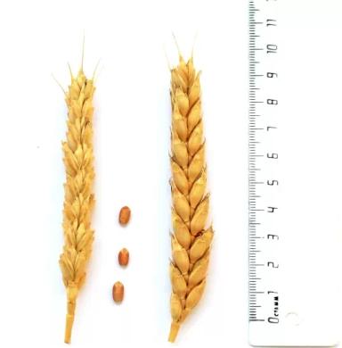 Полина сорт мягкой озимой пшеницы