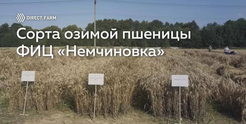 Результаты селекции озимой пшеницы ФИЦ “Немчиновка”