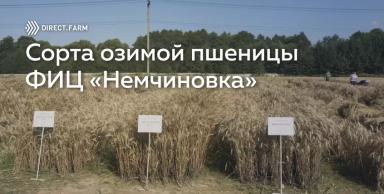 Результаты селекции озимой пшеницы ФИЦ “Немчиновка”
