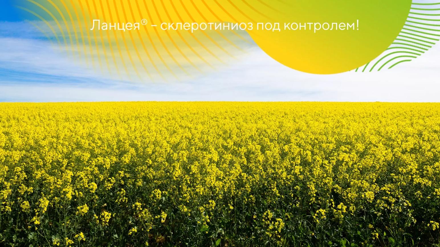 Итоги сезона: Ланцея® против склеротиниоза на рапсе