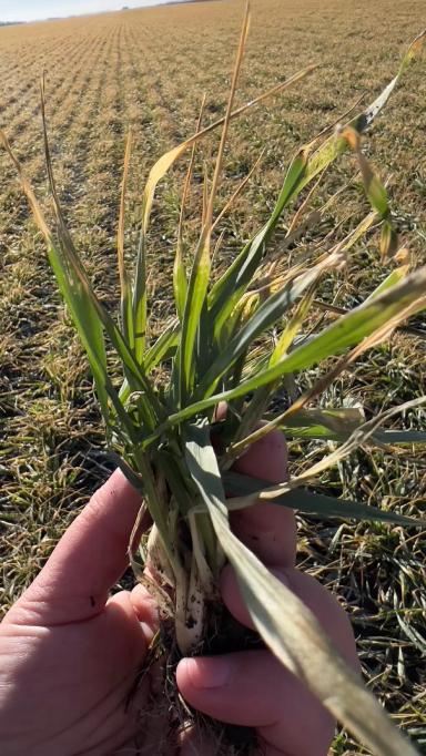 Ситуация на полях