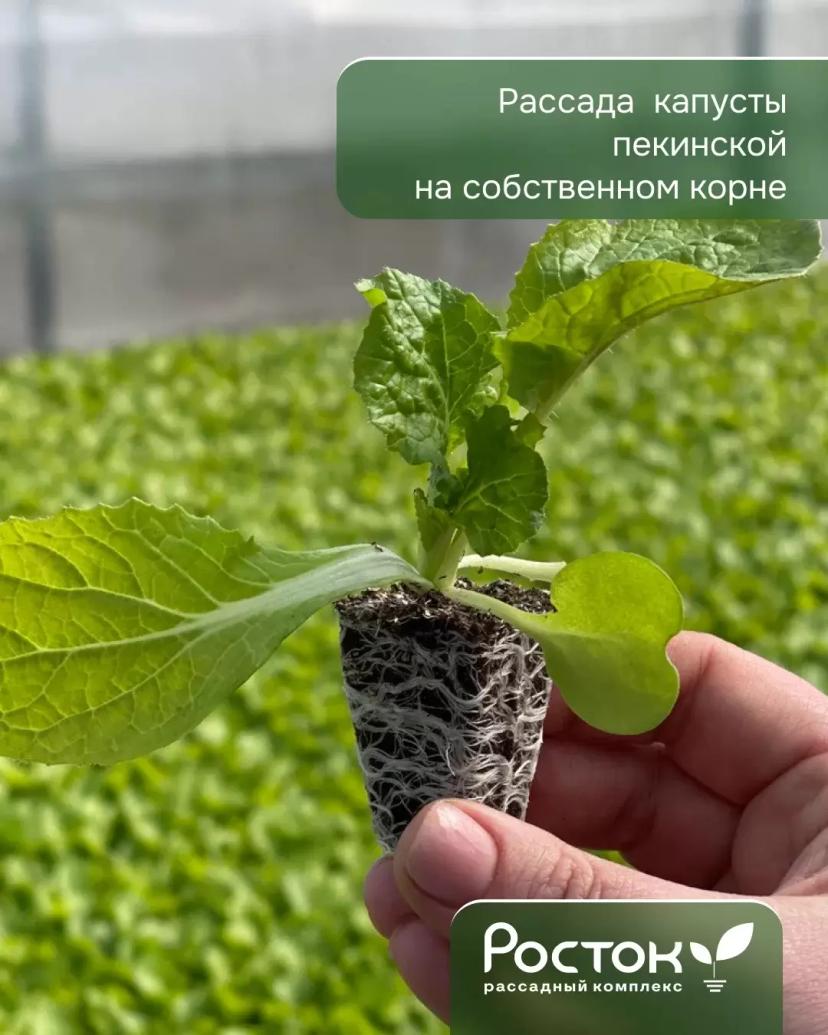 Августовский посев близко! Планируйте второй оборот уже сейчас.  Что сеять: