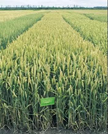 Жива сорт мягкой озимой пшеницы