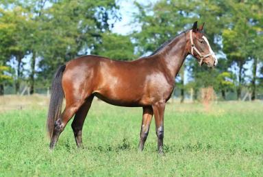 Украинская верховая порода лошадей