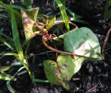 Гербицидная обработка пшеницы против устойчивых сорных растений.