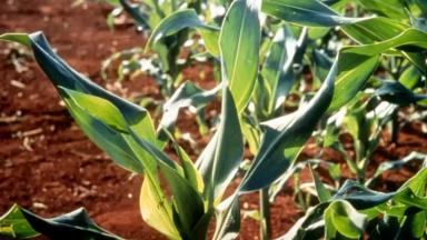 Медь в растениях и почве