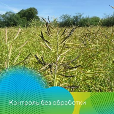 Фунгициды на рапсе