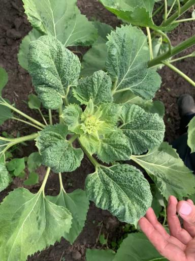 Дефицит какого элемента у подсолнечника?