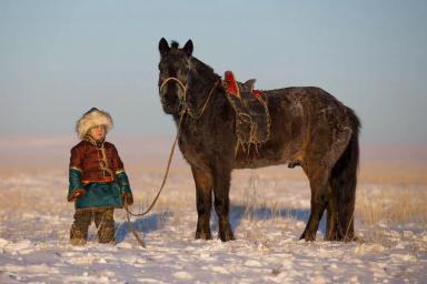 Бурятская порода лошадей
