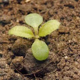 Дескурайния Софии