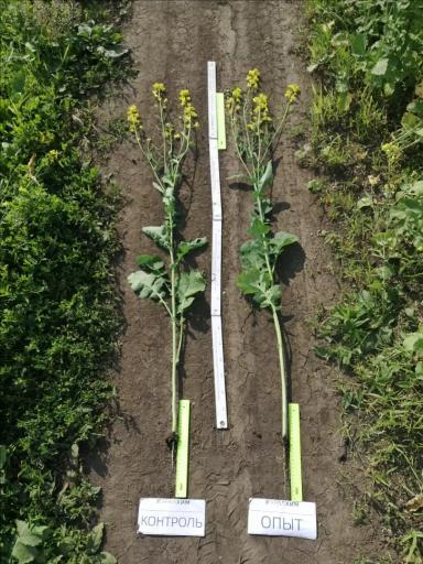 Листовые подкормки продуктами SOLAR NPK micro. Результаты опыта