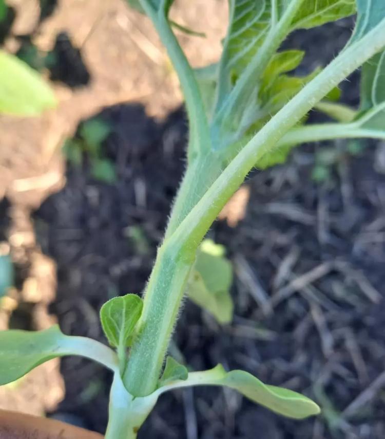 Что делать с посевами подсолнечника?