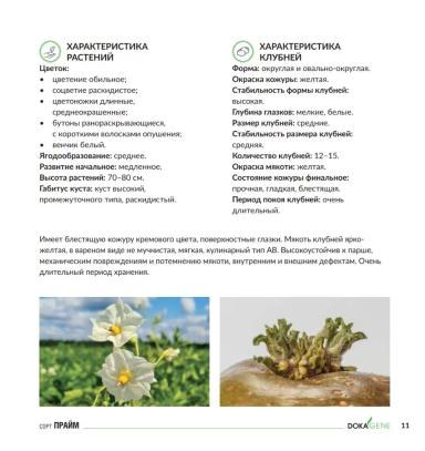Прайм