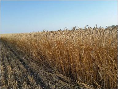 Ластивка Одэська