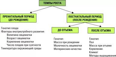 Дюдэ – Овцеводство. Гл. 11. Ч. 1. Биологические аспекты производства баранины