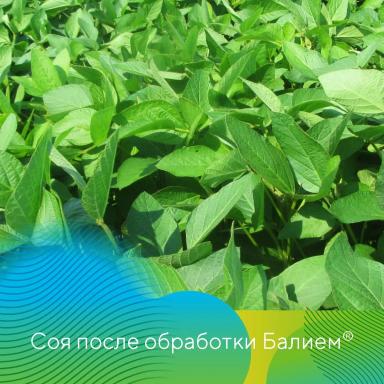 Фунгициды на сое