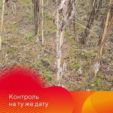 Зарегистрирован новый гербицид Питон®!