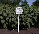 Сурус ® - гибрид подсолнечника (Helianthus annuus L.).