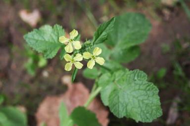 Редька дикая