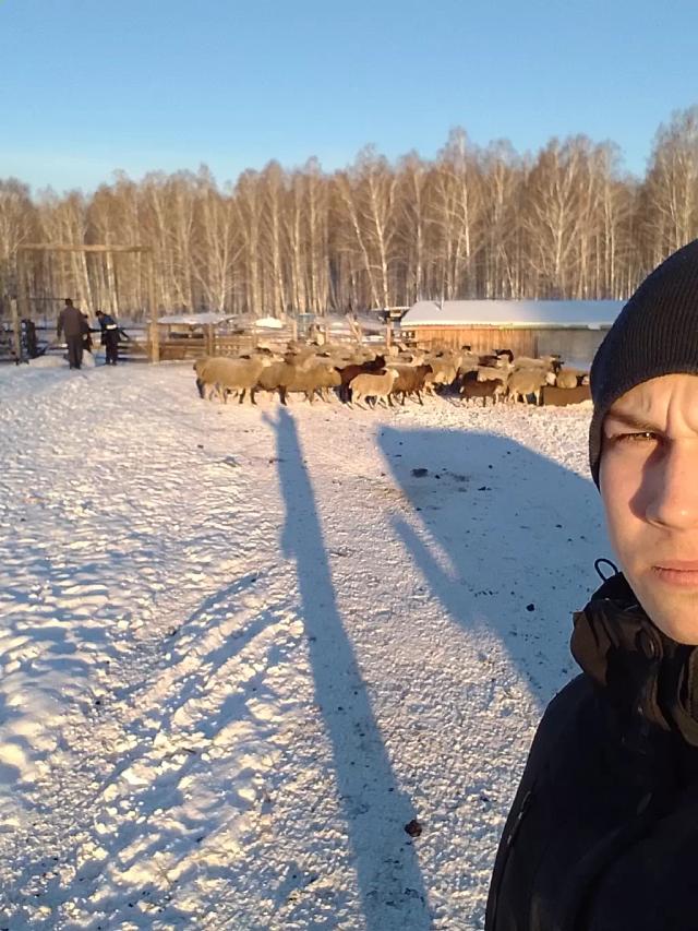 Перевозка сена в санях на лошади.