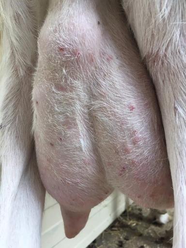 Что с выменем? 