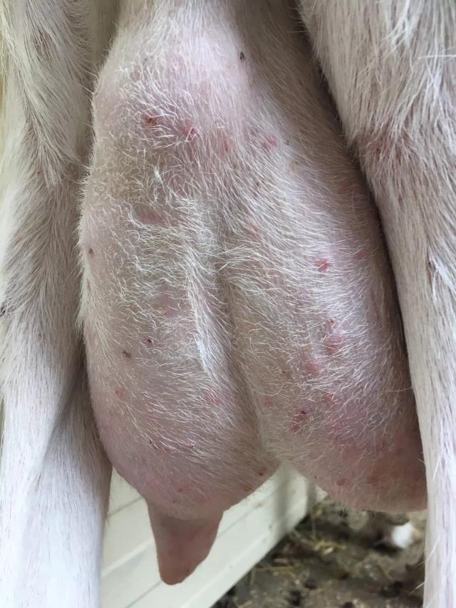 Что с выменем? 