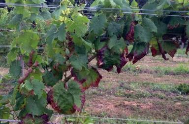 Обеспечение виноградников калием: как решать задачу. Часть 3