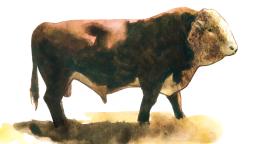 Казахская белоголовая